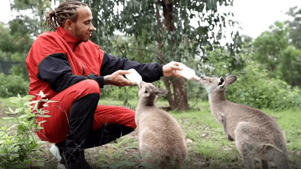 lewis-hamilton-feeds-kangaroos.jpg